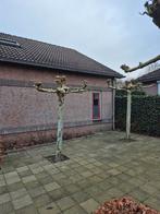 Dakplatanen, Tuin en Terras, Planten | Bomen, Ophalen of Verzenden, Volle zon, Overige soorten