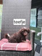 Te koop mooie speelse boomer pups, Overige rassen, CDV (hondenziekte), 8 tot 15 weken, Meerdere