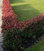 Photinia ‘carre rouge’ geschikt als haag’, Ophalen, Overige soorten, 100 tot 250 cm
