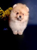 Boo bear teacup pomeranian pup FCI pomeriaan bearface mini, Dieren en Toebehoren, Honden | Chihuahua's en Gezelschapshonden, Rabiës (hondsdolheid)