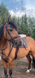 Equestrian stockholm dekjes, Dieren en Toebehoren, Ophalen of Verzenden, Zo goed als nieuw