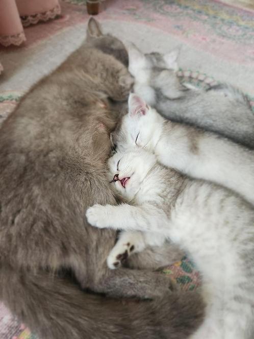 Black Silver Shaded | Britse Korthaar Kittens, Dieren en Toebehoren, Katten en Kittens | Raskatten | Korthaar, Meerdere dieren
