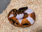 1.0 Orange Dream Pied ball python regius te koop, Dieren en Toebehoren, Reptielen en Amfibieën, Slang, Tam, 0 tot 2 jaar