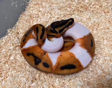 1.0 Orange Dream Pied ball python regius te koop beschikbaar voor biedingen