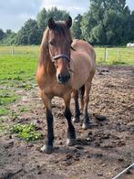Fries x Fjord merrie 12 jaar onder het zadel, Dieren en Toebehoren, Minder dan 160 cm, 0 tot 2 jaar, Hengst, Onbeleerd