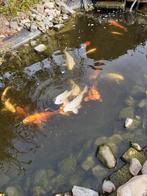 12 grote (40-50cm) koi karpers te koop, Dieren en Toebehoren, Vissen | Vijvervissen, Karper of Koi