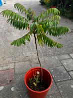 Mooi fluweelboompje, ongeveer 1 meter hoog, Tuin en Terras, Planten | Bomen, Ophalen, Zomer, Dakboom, 250 tot 400 cm