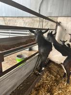 Jonge geiten, Dieren en Toebehoren, Schapen, Geiten en Varkens, Vrouwelijk, Geit