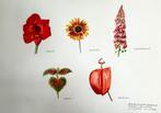 Louis van Gorkom - Bloemen en planten Aquarel - 44x53cm, Ophalen of Verzenden
