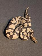 0.1 Female Orange Dream Desert Ghost, Dieren en Toebehoren, Slang, Tam, 0 tot 2 jaar