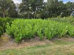 Laurier Prunus laurocerasus Rotundifolia tot 200cm  met klui, Ophalen, Laurier, 100 tot 250 cm