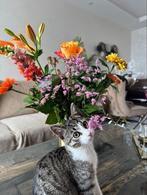 Poes Mango, Dieren en Toebehoren, Katten en Kittens | Overige Katten, Poes, Kortharig, 0 tot 2 jaar