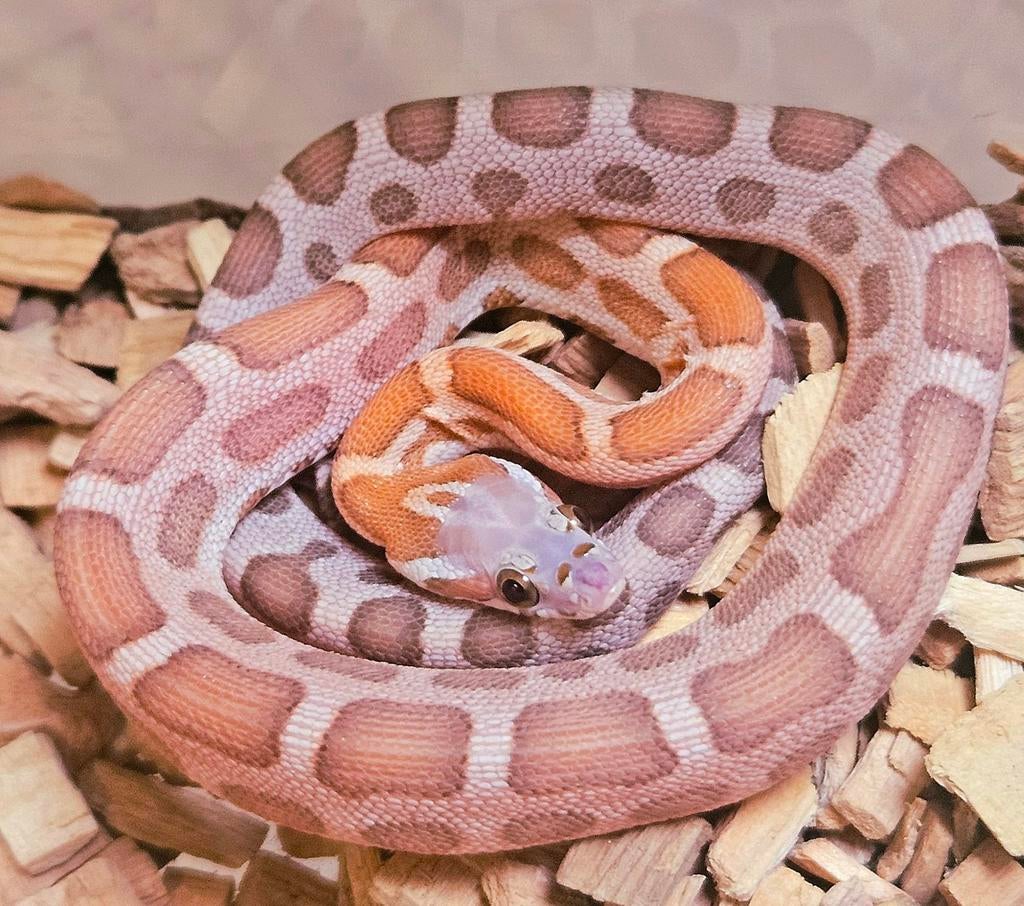 Korenslangen, Dieren en Toebehoren, Reptielen en Amfibieën, Slang, 0 tot 2 jaar