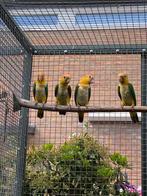 Geeldij caiques 2025, Meerdere dieren, Papegaai