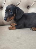 Kaninchen/ dwerg teckel pups, Dieren en Toebehoren, Kaninchen, Reu, CDV (hondenziekte), 8 tot 15 weken