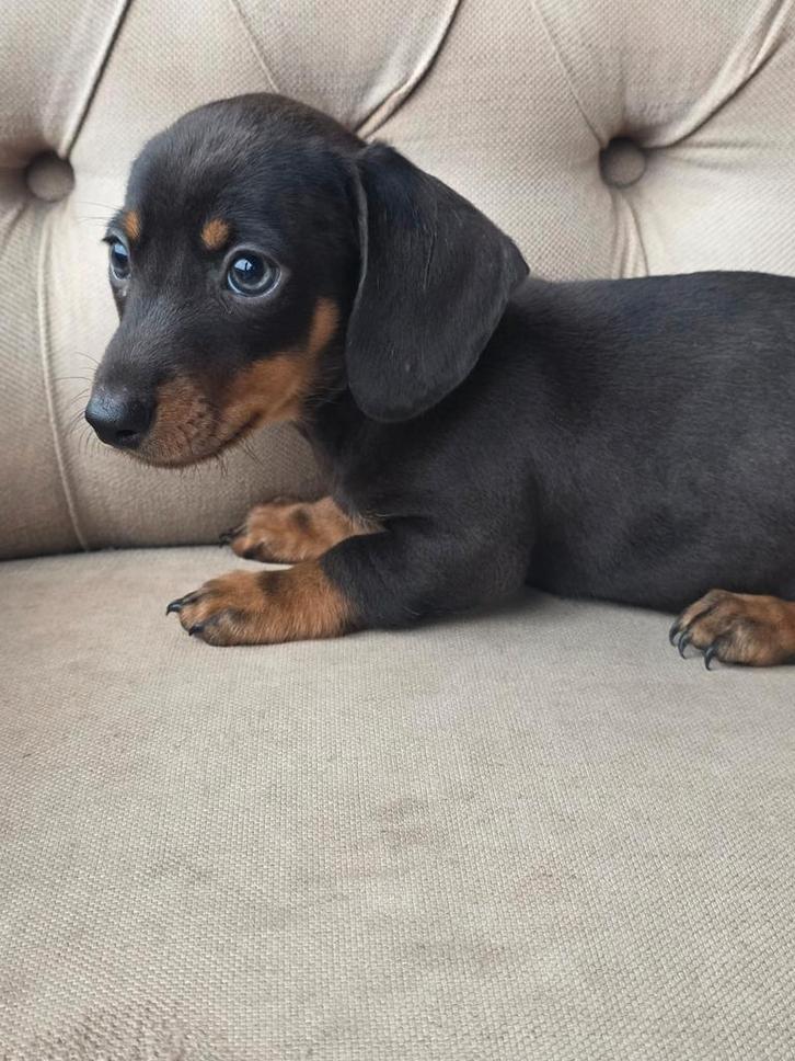 Kaninchen/ dwerg teckel pups, Dieren en Toebehoren, Honden | Teckels en Dashonden, Reu, Korthaar, Kaninchen, Particulier, Meerdere