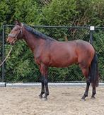 3,5 jarige lusitano, Dieren en Toebehoren, Paarden, Ruin, Dressuurpaard, 3 tot 6 jaar
