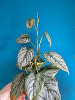 Philodendron Brandtianum stek, Ophalen of Verzenden, Halfschaduw, Minder dan 100 cm