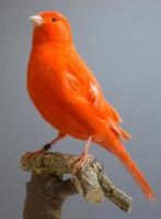 Gezocht: kanarie pop Rood-intensief, Dieren en Toebehoren, Vogels | Kanaries, Vrouwelijk, Kleurkanarie
