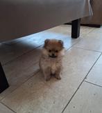 Pomeriaan teefje, 8 tot 15 weken, Teef, Eén hond, Nederland