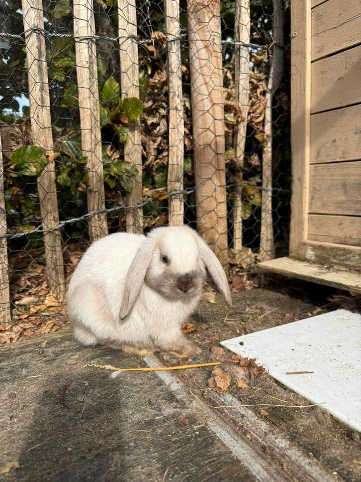 Nog een konijn minilob hangoor zoekt nieuw huis ram 9 weken, Dieren en Toebehoren, Konijnen, Middelgroot, Mannelijk, 0 tot 2 jaar
