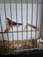 Sint helena fazantje man, Dieren en Toebehoren, Vogels | Overige Vogels, Mannelijk