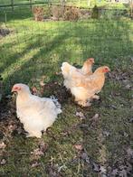 Brahma toom 3 henen 1 haan, Meerdere dieren, Kip