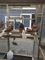 Gelderse slenken te koop, Dieren en Toebehoren, Meerdere dieren