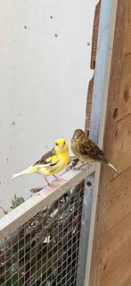 Timbrado’s en timbrado x Raza, Dieren en Toebehoren, Vogels | Kanaries, Meerdere dieren, Zangkanarie