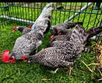 Te koop friesehoenders kriel koekoek 3 hennen 1 haan, Dieren en Toebehoren, Pluimvee, Meerdere dieren, Kip