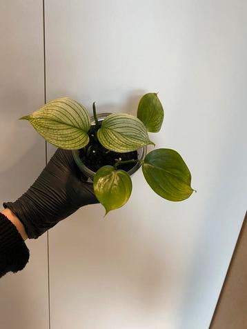 Scindapsus White Monster gewortelde stekken+nieuw groeipunt beschikbaar voor biedingen