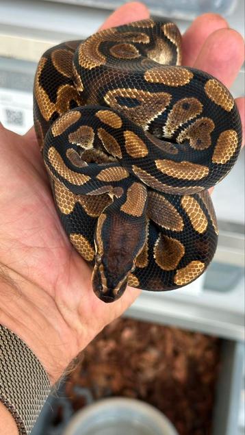 Wildkleur het clown man 2024 ball python beschikbaar voor biedingen