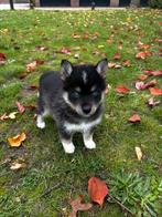 Pomsky x pomsky reu mini, CDV (hondenziekte), 8 tot 15 weken, Teef, Poolhond