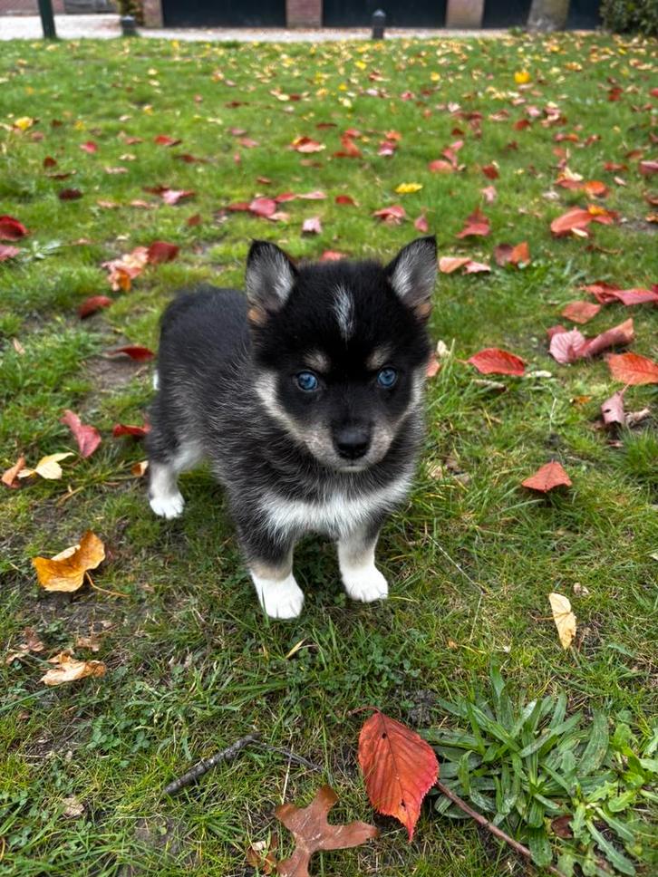 Pomsky x pomsky teef, Dieren en Toebehoren, Honden | Poolhonden, Keeshonden en Oertypen, Teef, Poolhond, Fokker | Hobbymatig, Eén hond