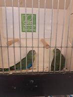 Turqusine parkieten, Dieren en Toebehoren, Vogels | Parkieten en Papegaaien, Meerdere dieren, Parkiet, Geringd