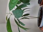 Avocado boom, Overige soorten, Minder dan 100 cm, Zomer, Ophalen