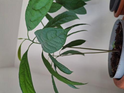 Avocado boom, Tuin en Terras, Planten | Bomen, Overige soorten, Minder dan 100 cm, Volle zon, Zomer, Ophalen