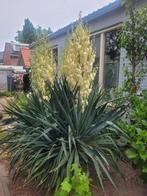 Yucca plant, Tuin en Terras, Planten | Tuinplanten, Zomer, Vaste plant, Overige soorten, Ophalen