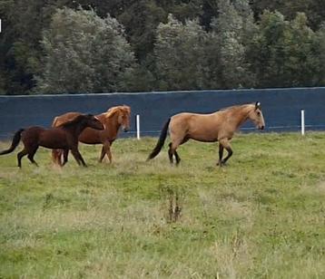 Verzorgster / bijrijder gezocht  in Nootdorp  beschikbaar voor biedingen