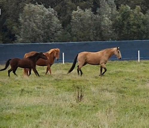 Verzorgster / bijrijder gezocht  in Nootdorp, Dieren en Toebehoren, Stalling en Weidegang