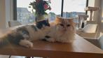 Twee Perzische katten (3mnd & 2,5jr) ter adoptie, Dieren en Toebehoren, Katten en Kittens | Raskatten | Langhaar, Meerdere dieren