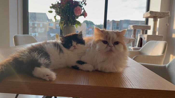 Twee Perzische katten (3mnd & 2,5jr) ter adoptie, Dieren en Toebehoren, Katten en Kittens | Raskatten | Langhaar, Meerdere dieren