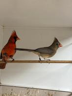 Rode kardinalen koppel, Dieren en Toebehoren, Vogels | Overige Vogels, Meerdere dieren