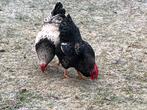 2 prachtige wyandotte hanen, Dieren en Toebehoren, Pluimvee, Mannelijk, Kip