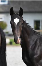 Jaarling hengst van Ipsthar, Dieren en Toebehoren, Paarden, Springpaard, Minder dan 160 cm, Niet van toepassing, 0 tot 2 jaar