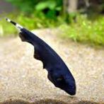 zwarte geestmesvis 15 te koop  wordt 50cm, Dieren en Toebehoren, Vissen | Aquariumvissen, Zoetwatervis, Vis