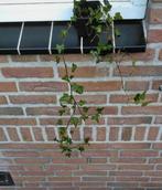 Hedra, Tuin en Terras, Planten | Fruitbomen, Lente, Volle zon, Ophalen