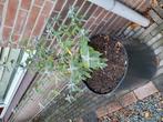 Vlinderstruik WIT, Tuin en Terras, Planten | Tuinplanten, Ophalen, Overige soorten, Volle zon