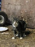 Kittens, Meerdere dieren