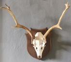 Gewei van een hert / edelhert taxidermie, Verzamelen, Dierenverzamelingen, Ophalen of Verzenden, Gebruikt, Hert, Gewei of Kop